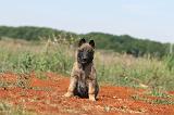 MALINOIS 322